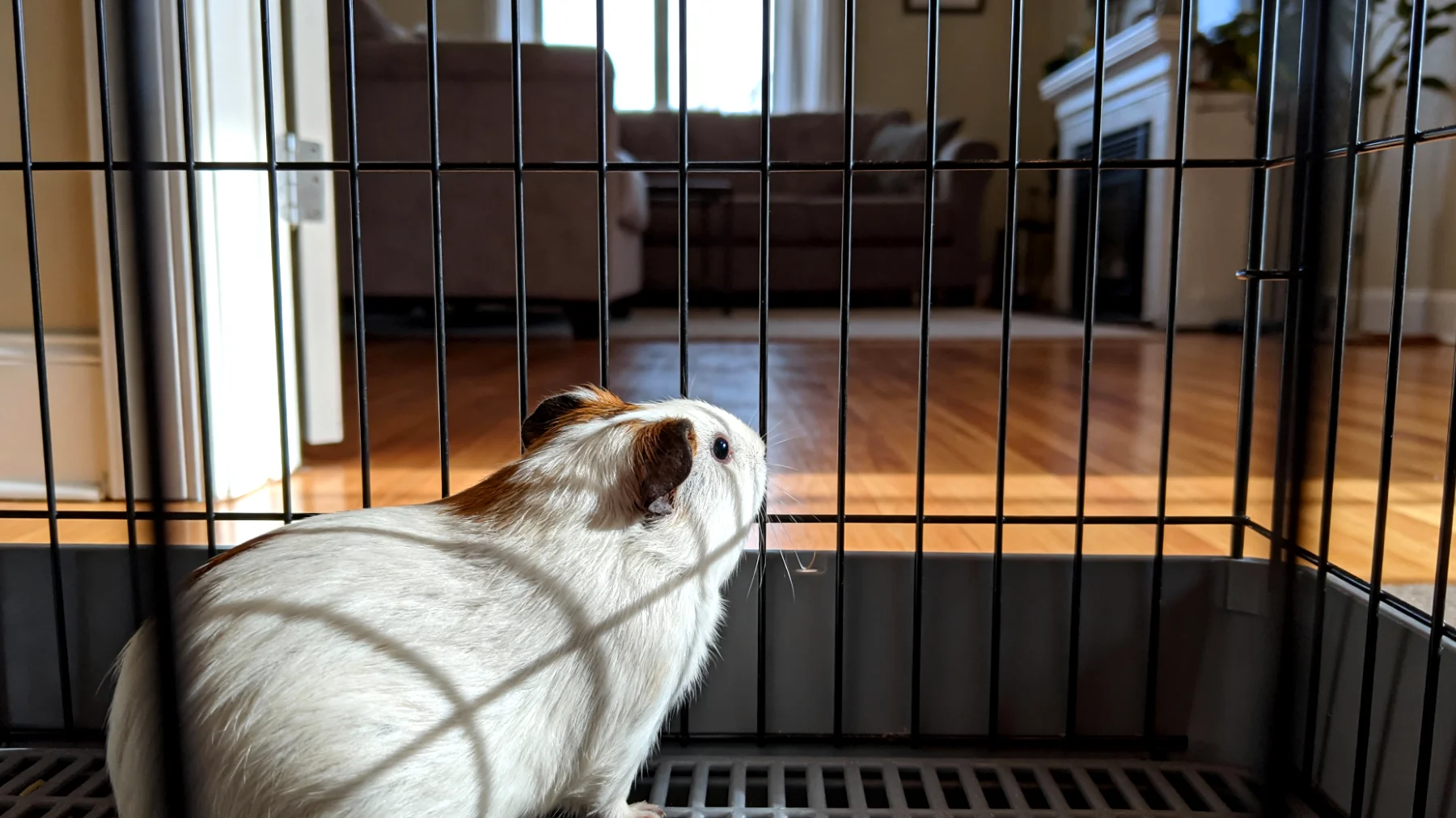 Meerschweinchen in Wohnungshaltung brauchen ausreichend Bewegung und mentale Stimulation, aber der begrenzte Platz erschwert die Bereitstellung abwechslungsreicher Spielmöglichkeiten und Beschäftigungsangebote"